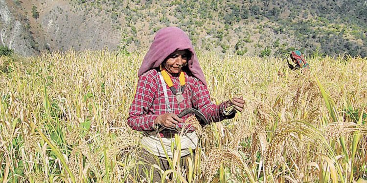 कर्णालीका ३० प्रतिशत परिवार मात्रै कृषिमा आत्मनिर्भर