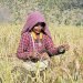 कर्णालीका ३० प्रतिशत परिवार मात्रै कृषिमा आत्मनिर्भर