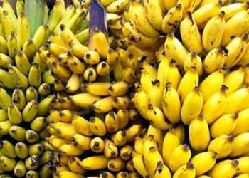केराखेतीको केन्द्र बन्दै टीकापुर, खेती विस्तारका लागि ६० लाख विनियोजन