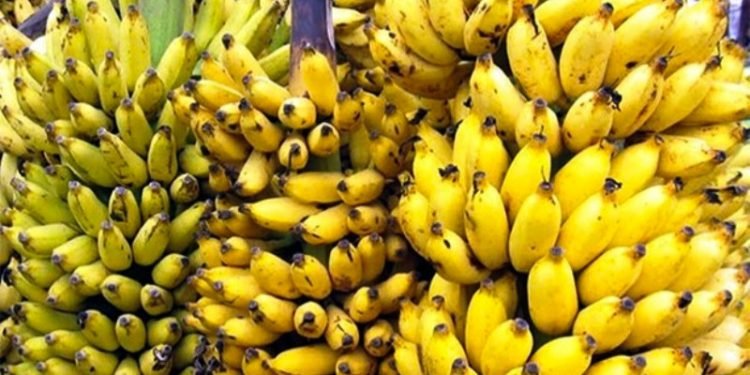 केराखेतीको केन्द्र बन्दै टीकापुर, खेती विस्तारका लागि ६० लाख विनियोजन