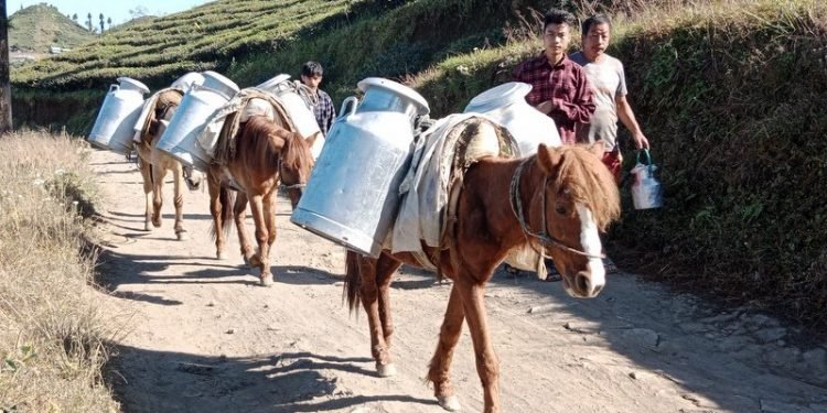 इलामका किसानलाई ‘मिल्क होलिडे’ को त्रास