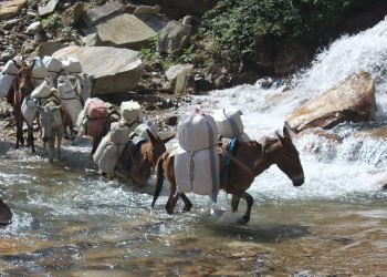 उत्तरी गोरखाको सिर्दीबासमा खच्चडबाट चामल ढुवानी