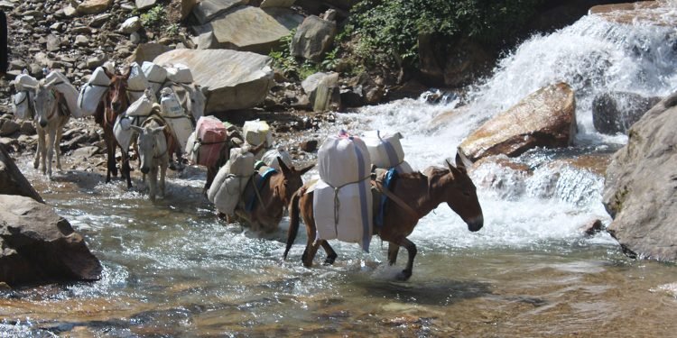 उत्तरी गोरखाको सिर्दीबासमा खच्चडबाट चामल ढुवानी
