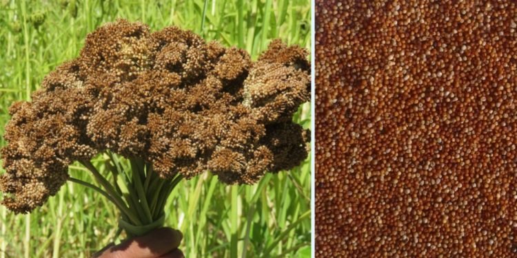 कोदो र फापर फलाउने किसानलाई अनुदान