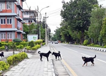 काठमाडौँ महानगरका सामुदायिक कुकुरमा ‘डिस्टेम्पर’ रोग, सचेत रहन आग्रह