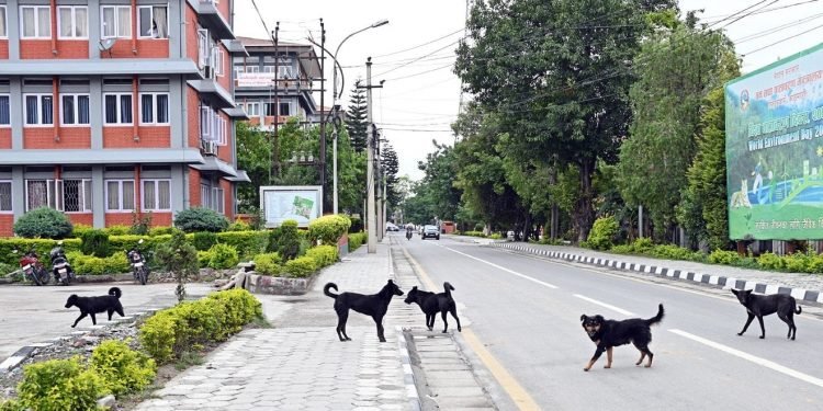 काठमाडौँ महानगरका सामुदायिक कुकुरमा ‘डिस्टेम्पर’ रोग, सचेत रहन आग्रह