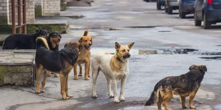 काठमाडौं उपत्यकामा कुकुर आतंकः एकवर्ष नपुग्दै ५० हजारभन्दा धेरै पुगे अस्पताल