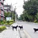 काठमाडौँ महानगरका सामुदायिक कुकुरमा ‘डिस्टेम्पर’ रोग, सचेत रहन आग्रह