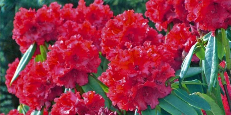 समय अगावै फुल्दै लालिगुराँस, लोप हुँदै पैयुँ