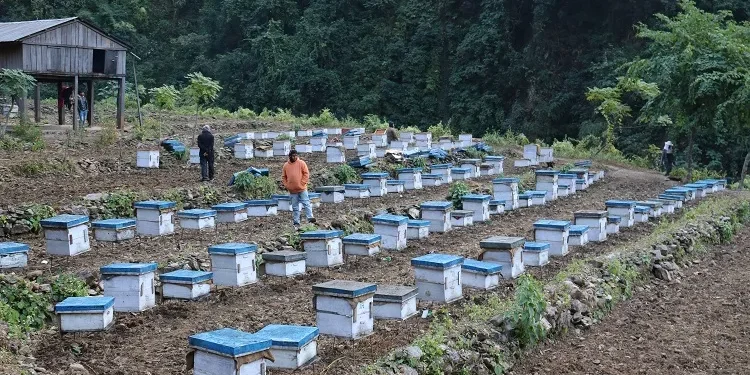 चितवनका किसान मौरी चराउन चिउरी पाखामा