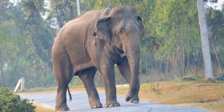 चितवन राष्ट्रिय निकुञ्जमा देखियो मकुना