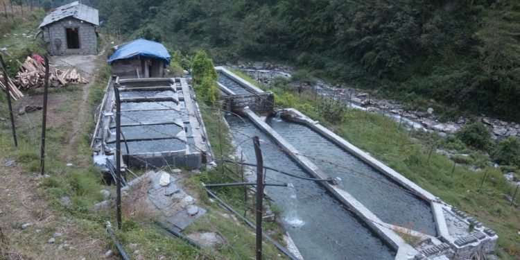 विदेशबाट फर्केर सामूहिक माछापालन