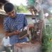 मौरीपालनबाट वार्षिक सात लाख आम्दानी गर्दै तोगीका युवा