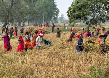 सिरहाका मिटरब्याजपीडितले भित्र्याए साहुले हडपेको धान