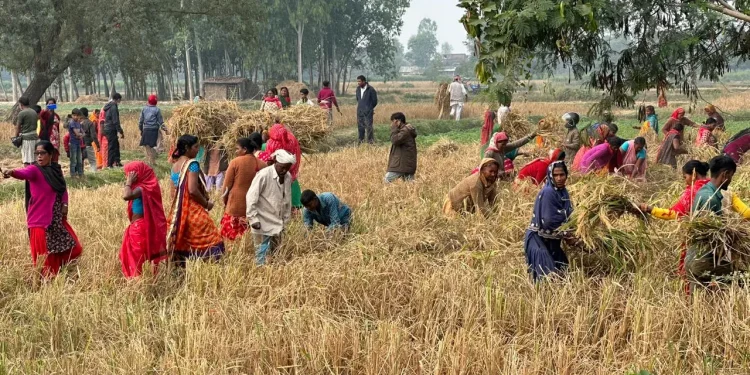 सिरहाका मिटरब्याजपीडितले भित्र्याए साहुले हडपेको धान