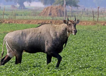 निलगाई र बँदेलले किसान हैरान
