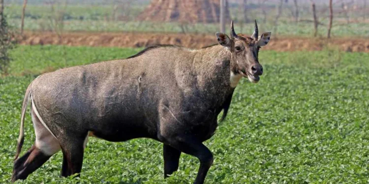 निलगाई र बँदेलले किसान हैरान