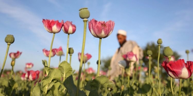 म्यानमार अफिम खेतीमा विश्वको नम्बर एक देश कसरी बन्यो ?