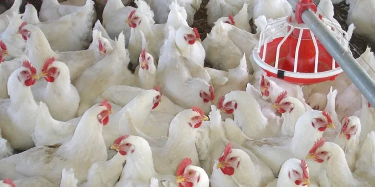 पोल्ट्री व्यवसायी भन्छन् – ‘व्यवसाय जोगाउने कि समाप्त पार्ने भन्ने राज्यको हातमा छ’