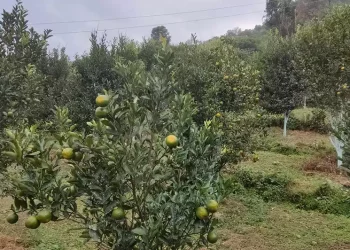 बङ्गलाचुलीमा व्यावसायिक सुन्तला खेती