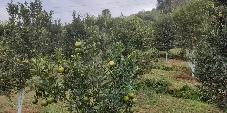 बङ्गलाचुलीमा व्यावसायिक सुन्तला खेती