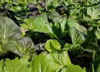 दाङका थारू महिला सागसब्जी उत्पादनबाट आत्मनिर्भर