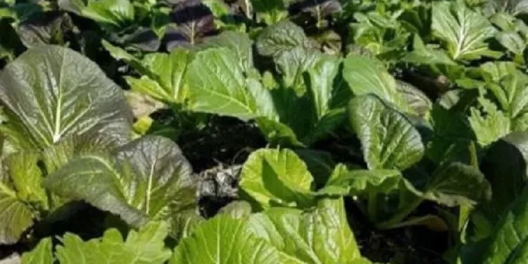 दाङका थारू महिला सागसब्जी उत्पादनबाट आत्मनिर्भर