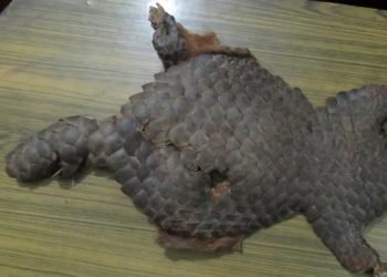 मकालु वरुण निकुञ्जमा सालकको ७ बोरा खपटासहित दुईजना पक्राउ