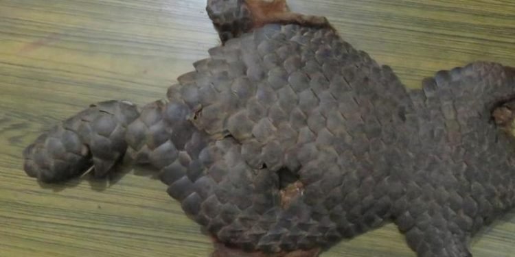 मकालु वरुण निकुञ्जमा सालकको ७ बोरा खपटासहित दुईजना पक्राउ
