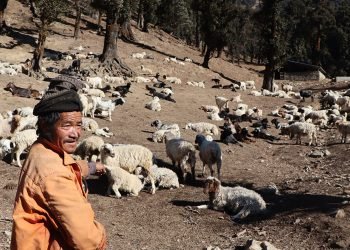 भेडा चराउँदै बित्यो श्रीप्रसादको ५३ वर्ष