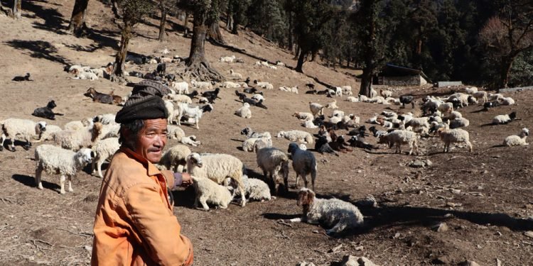 भेडा चराउँदै बित्यो श्रीप्रसादको ५३ वर्ष