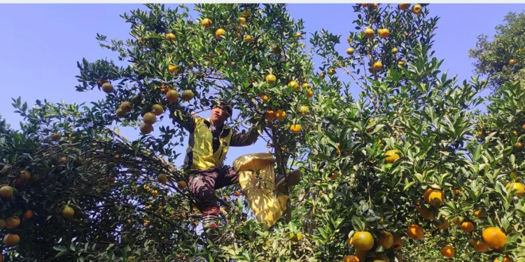 देवघाटका सुन्तला किसानलाई काठमाडौँ महानगरको सहयोग