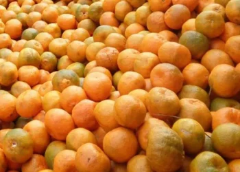 इच्छाकामनामा सुन्तला महोत्सव हुने