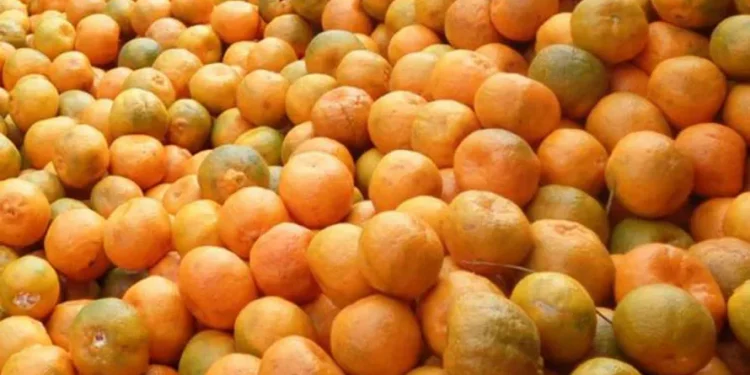 इच्छाकामनामा सुन्तला महोत्सव हुने