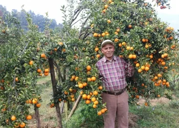 शिक्षणबाट अवकाशपछि सुन्तलाखेतीमा, बर्सेनि पाँच लाख कमाइ