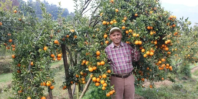 शिक्षणबाट अवकाशपछि सुन्तलाखेतीमा, बर्सेनि पाँच लाख कमाइ