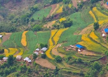 झ्याजेटोलबाट ७० लाख बराबरको तरकारी निकासी