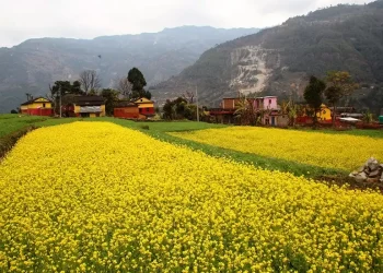 तोरी खेतीप्रति किसानको बढ्दो आकर्षण