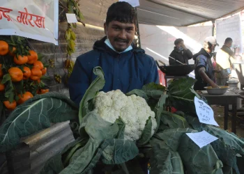 गोरखामा फल्यो ९ किलोको एउटै काउली