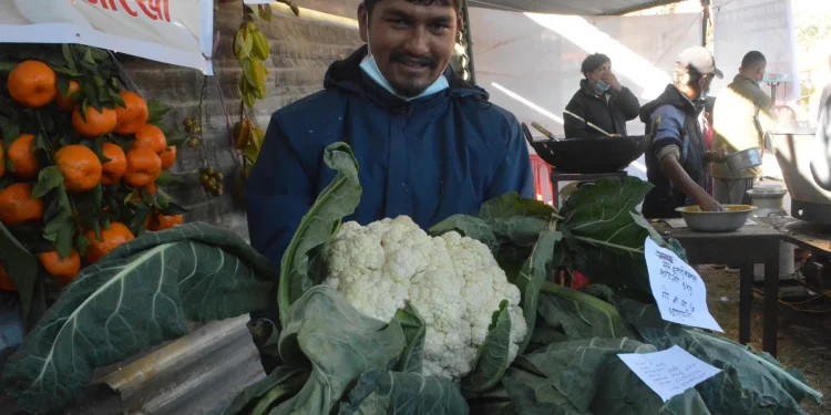 गोरखामा फल्यो ९ किलोको एउटै काउली