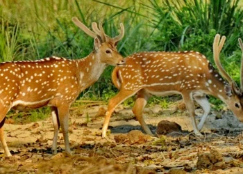 ‘वन्यजन्तु संरक्षण नियमावली स्थानीयमैत्री आएन’