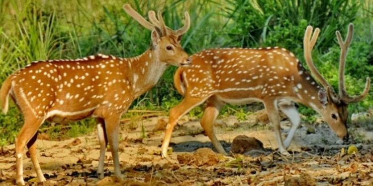 ‘वन्यजन्तु संरक्षण नियमावली स्थानीयमैत्री आएन’