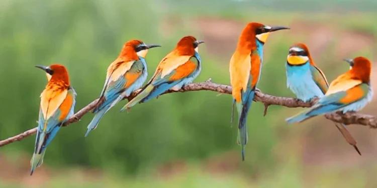 शुक्लाफाँटा राष्ट्रिय निकुञ्जमा दुर्लभ चरा चिनाउन ‘होर्डिङ बोर्ड’