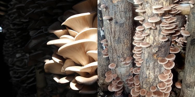 च्याउखेतीमा रमाएका ठकुरी….