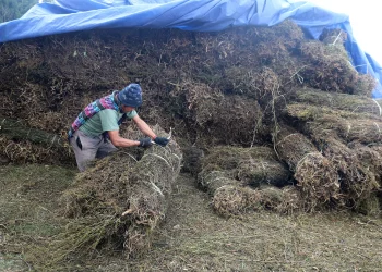 चिराइतोको मूल्य बढेपछि किसान उत्साहित