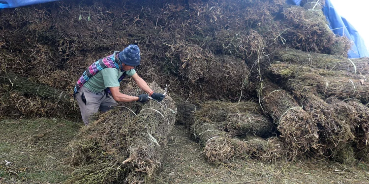 चिराइतोको मूल्य बढेपछि किसान उत्साहित