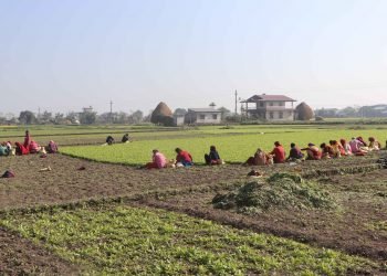 पश्चिम चितवन गाजर खेतीको ‘हब’ बन्दै
