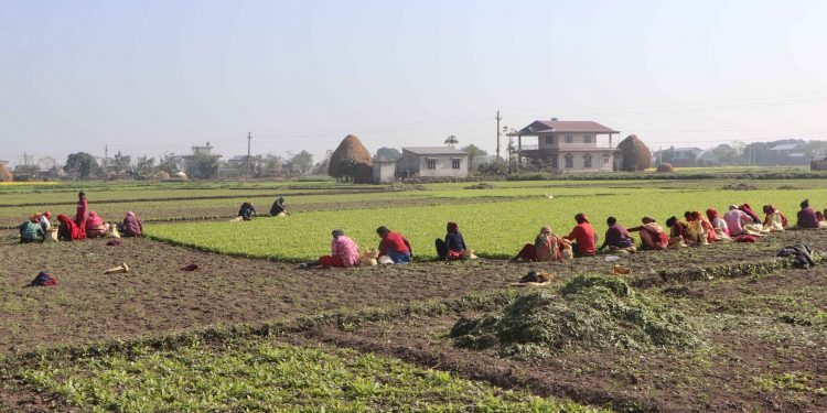 पश्चिम चितवन गाजर खेतीको ‘हब’ बन्दै