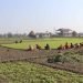 पश्चिम चितवन गाजर खेतीको ‘हब’ बन्दै