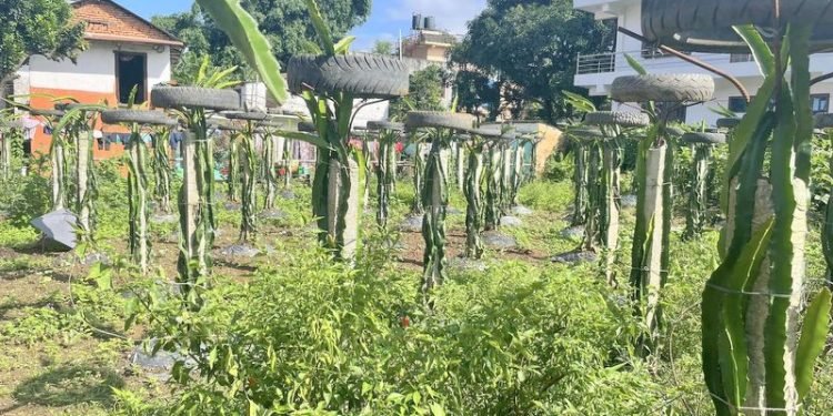 गण्डकीमा उत्कृष्ट कृषि पुरस्कार दाबी गर्न आवेदन खुल्‍यो